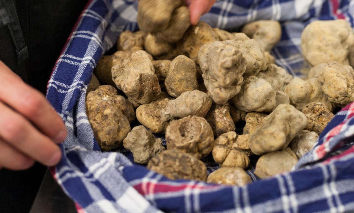 Trifola d’Or di Murisengo diventa Fiera Internazionale del Tartufo Bianco
