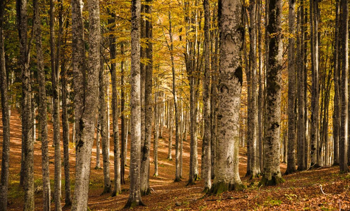 FAI… Trekking: alla scoperta dei boschi della Valcuvia e della Rocca di Orino