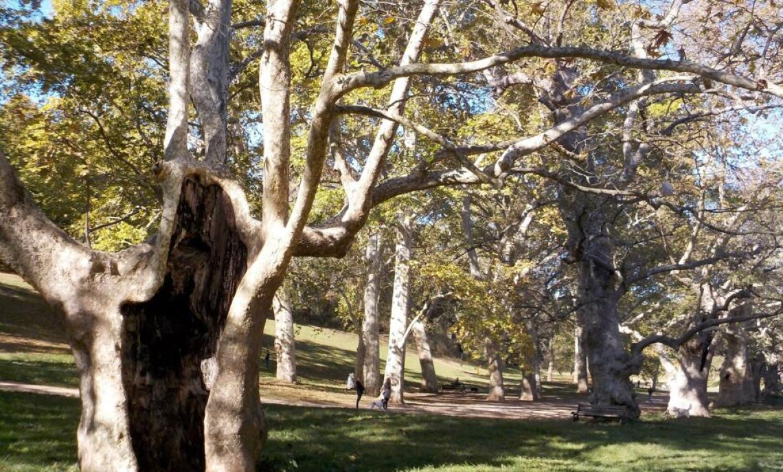 La pianta del Platanus Orientalis L. è stata clonata con successo