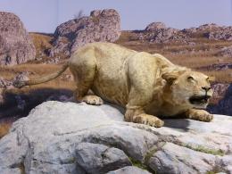 I leoni delle caverne correvano liberi lungo tutta la Pianura Padana