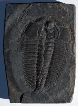 Un fossile ritrovato da un bimbo inglese nel proprio giardino