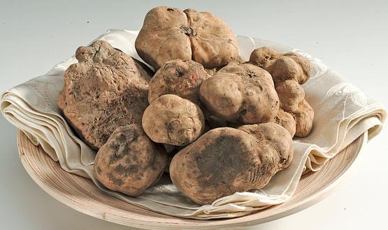 Alba celebra il Tartufo Bianco: al via la 95ª Fiera Internazionale